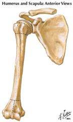 anatomical neck of humerus