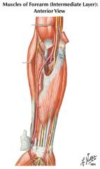 anterior ulnar recurrent artery