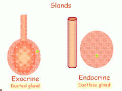 secrete through ducts. Products go to places "outside" (surface of) the body


 


Examples: sweat glands, salivary glands, mammary glands, liver