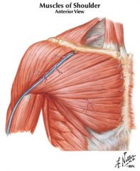 clavicular head of the pectoralis major