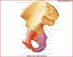 AKA the Hipbone (or pelvic bone)
Two hipbones make up the pelvic girdle. Hipbone is made up of 3 bones: ilium, ischium, and pubis. (these 3 meet inside the acetabular fossa)