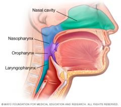 Oropharynx, Nasopharynx, laryngopharynx.Retropheryngeal space between the pharynx and vertebral column.