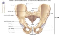 Subdivided into the greater (false) pelvis and the lesser (true) pelvis. 