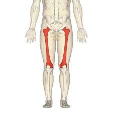 the longest & heaviest bone is the body. The femur articulates with the tibia of the leg at the leg joint. The rounded head of the femur articulates with the pelvis at the acetabulum. 