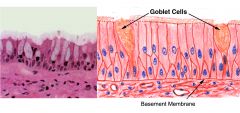 goblet shaped, mucus-producing, unicellular exocrine gland