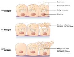 A mode of secretion in which the glandular cell sheds portions of its cytoplasm