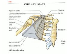four walls of the axillary space