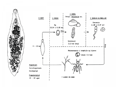Række: Platyhelminthes (fladorme) 
Klasse: trematoda (ikter) 
Familie: Dicrocoeliidae

Den lille leverikte (lancet-ikten)

• 1. mellemvært: landsnegl
• 2. mellemvært: myre
• Ikke så patogen, da den ikke migrerer i leveren  (går i...