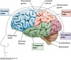 4 lobes of the cerebral cortex