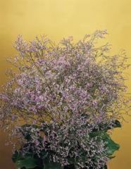 Limonium latifolium

Statice
