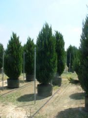 Juniperus communis

Juniper
