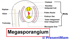 Integument surrounds the megaspore.

The megaspore contains the egg, synergids (2), polar nuclei, and (3) antipodal cells. 

Megasporangium surrounds the embryo sac (which the megaspore is within). 

Micropyle is the space between the integumen...