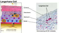 Langerhan cells