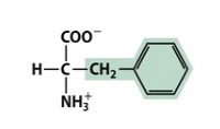 Is this amino acid polar, nonpolar or charged? Phenylalanine is shown. 


