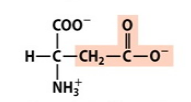 Is this amino acid polar, nonpolar or charged? Aspartate is shown. 