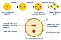 Pollen sac found within the male gametangia are diploid.

Microspores within undergo meiosis and form haploid cells.

Each microspore is a pollen grain containing a generative nucleus and a tube nucleus. 