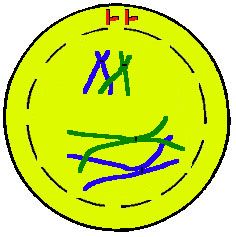 Les chromosomes apparaissent avant la disparition de la membrane nucléaire. Les chromosomes se positionnent par ambivalents.