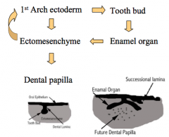 Ectomesenchyme


Enamel organ


Dental papilla
