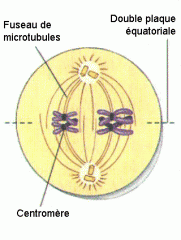 Les centromères des chromosomes homologues se placent de part et d'autre de la plaque équatoriale