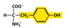 Is this amino acid polar, nonpolar or charged? Tyrosine is shown. 