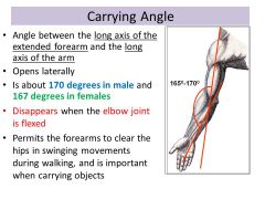 Den laterale åbne vinkel ved strakt albue dannet mellem længdeakserne gennem overarm og underarm. Vinkel er ca. 170°. 