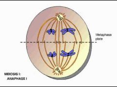 Les chromosomes doubles migrent vers les pôles opposés de la cellule. Il y a séparation des chromosomes homologues.