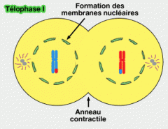Reconstitution des enveloppes nucléaires et séparation des deux cellules.