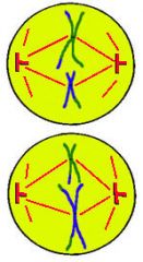 Les centromères des chromosomes se placent sur la plaque équatoriale.