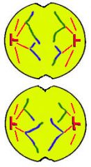Les centromères se fissurent et les chromatides migrent aux pôles opposés de la cellule.