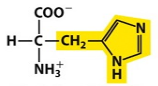 Would you most likely find this amino acid interacting with water or oil? Why? Histidine is shown.