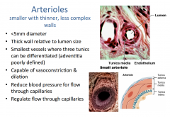 Arterioles: Smaller, contractile and somewhat elastic