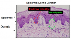 Epidermis
and dermis junction 

Rete ridges 

dermis papilla

Result
in thick ridges for fingerprints, allowing for gripping surfaces