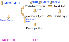 FGF8 to influence Ectomesenchyme


-This happens under the influence of sonic hedgehog (SHH) also and when BMP2 and BMP4 is low


If BMP2 and BMP4 are high no tooth develops