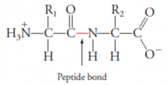 Peptide bonds. 