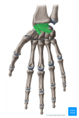 Lig radiocarpale palmare og lig. radiocarpale dorsale.
Ligamenterne stråler vifteformet ud fra processus styloideus radii (ulnart og distalt) og hæfter på håndrodsknoglerne.