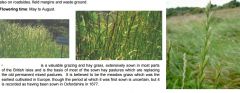 Perennial rye grass

Lolium perenne