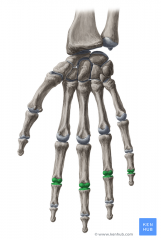 - Ægte led
- Glideled

(afbilledet articulationes intercarpales proximales)

Leddet mellem den proximale og distale række af håndrodsknogler benævnes midtcarpalleddet og er mekanisk et hængselled