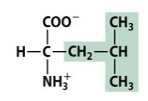 Would this amino acid prefer to interact with water or oil? Why? Leucine is shown. 