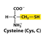 What feature makes cysteine a polar amino acid? An image of cysteine is provided. 
