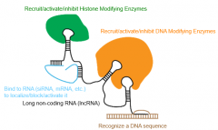 1. They bind and recognize DNA sequences
2. Recruit and activate/inhibit DNA modifying enzymes
3. Recruit and Activate/inhibit histone modifying enzymes.