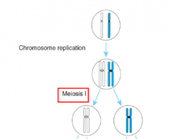 -Reduction Division
-Chromosome number halved via pairing of homologous chromosomes- (segregated at Anaphase 1)
-Cross over here (Pachytene)
- Meiotic non disjunction can happen here leading to meiotic non-disjunction