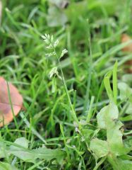 Annual Meadow grass

Poa annua