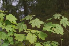 Sycamore

Acer pseudoplantus