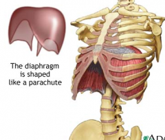 Origin- (where muscle begins)  first 3-4 lumbar vertebrae, lower tip of sternum, cartalidge of ribs 7-12
	(where muscle begins, attached to none moving object)
Course – upward and toward middle
Insertion – central tendon (top uppermost of the diaphragm