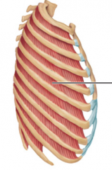 11 pairs
Origin – lower order of each rib (runs between each one of ribs)
Course – down and forward
Insertion – upper border of rib (top of the rib below)
Function – if rib 1 is fixed then they pull ribs closer together and outward
	Rib one has to be