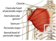 Origin – humerus (upper bone of the arm)
Course- fans out across thorax
Insertion – clavicle and (inferior part connects to) sternum, cartilaginous portion of ribs
Function – elevates ribs 2 - 5