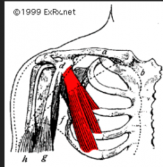 Origin – ant. Scapula
Course – downward and medially
Insertion – ribs  2-5
Function – may act to raise ribs it attaches to, if pectoral girdle is fixed