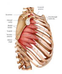 Origin – c3-c6
Course – downwards and forwards
Insertion – upper 9 ribs
Function – if scapula is fixed, it can raise first 9 ribs
