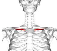 Origin – interior surface of clavicle
Course – downward and medially
Insertion – anterior surface of 1st rib
Function – fixator muscle – fixes the 1st rib so external intercostals can pull up on rib 	cage
