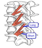 Origin – vertebral column
Course – downward and laternal
Insertion – superior/posterior surface of ribs immediately below the vertebrae they 	originate from
Function – assists in lifting the ribs